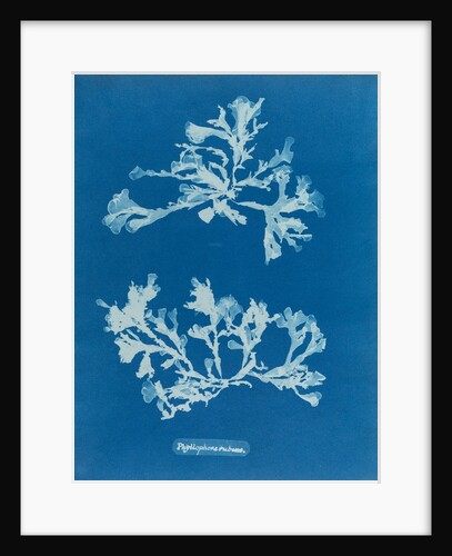 Phyllophora rubeus by Anna Atkins