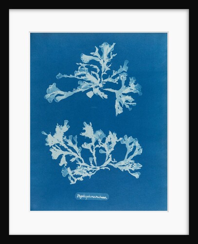 Phyllophora rubeus by Anna Atkins