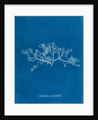 Berry wart cress by Anna Atkins