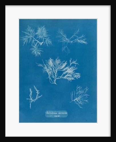 Gelidium corueum vars by Anna Atkins