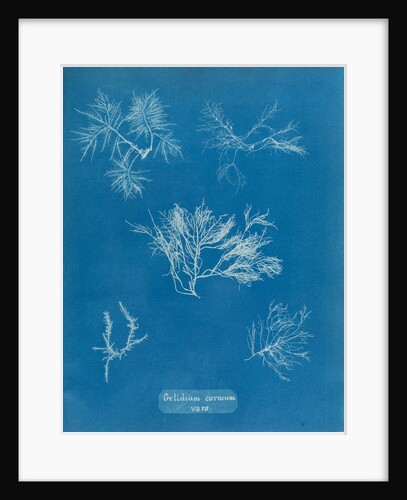 Gelidium corueum vars by Anna Atkins
