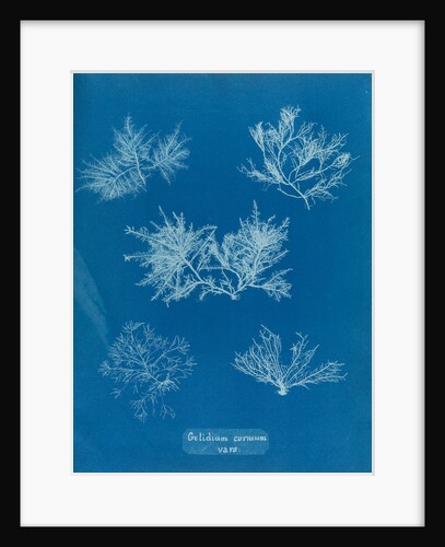 Gelidium corueum vars by Anna Atkins