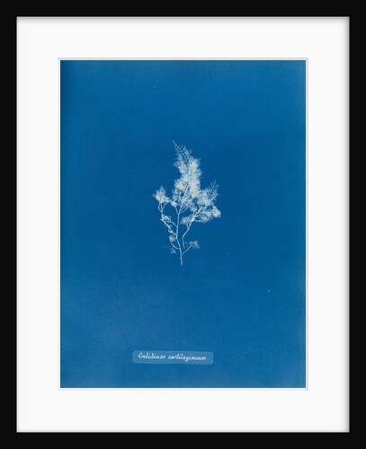 China moss by Anna Atkins