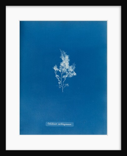China moss by Anna Atkins