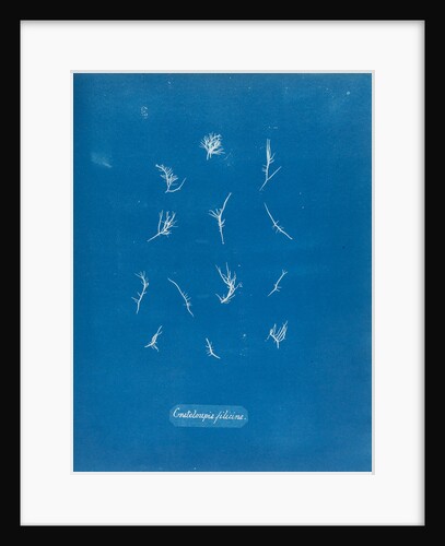 Grateloupia filicina by Anna Atkins