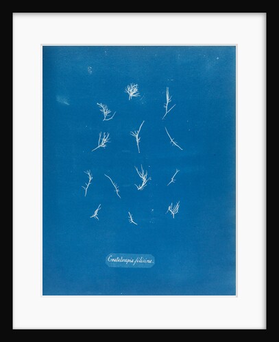 Grateloupia filicina by Anna Atkins