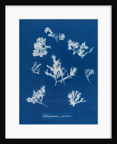 Ptilota plumosa & capillaris by Anna Atkins