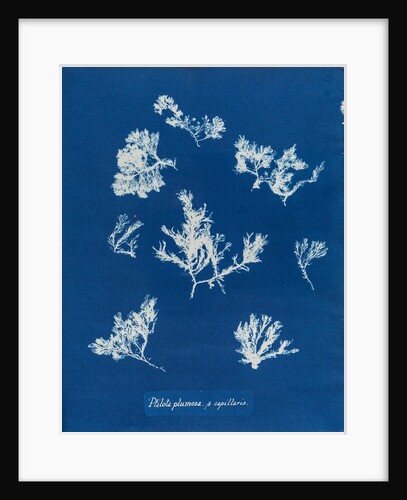 Ptilota plumosa & capillaris by Anna Atkins