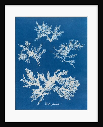 Ptilota plumosa by Anna Atkins