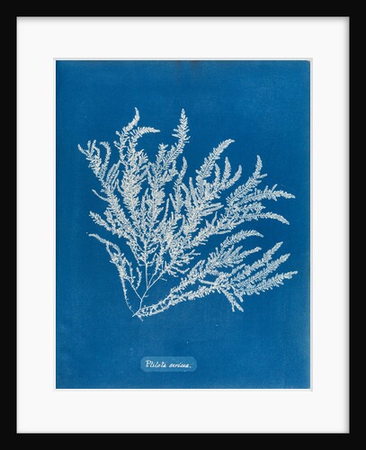 Ptilota sericea by Anna Atkins