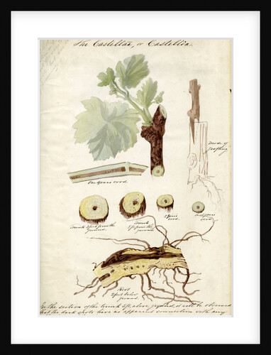 Grape vines by Joseph James Forrester