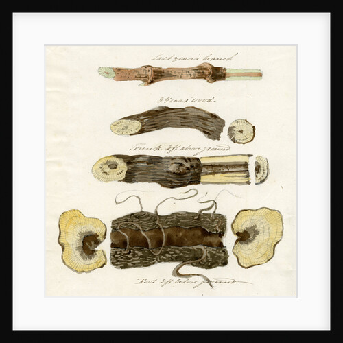 Grape vines by Joseph James Forrester