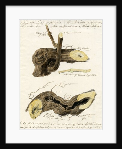 Grape vines by Joseph James Forrester