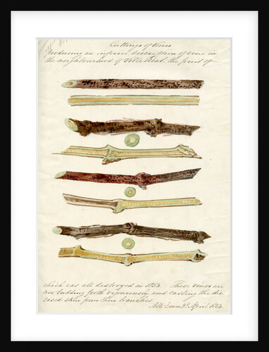 Cuttings of grape vines by Joseph James Forrester