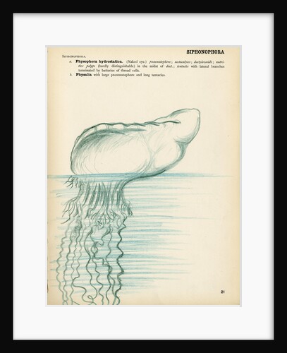 Physalia by Henry Hallett Dale