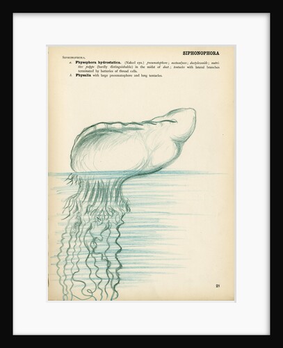 Physalia by Henry Hallett Dale