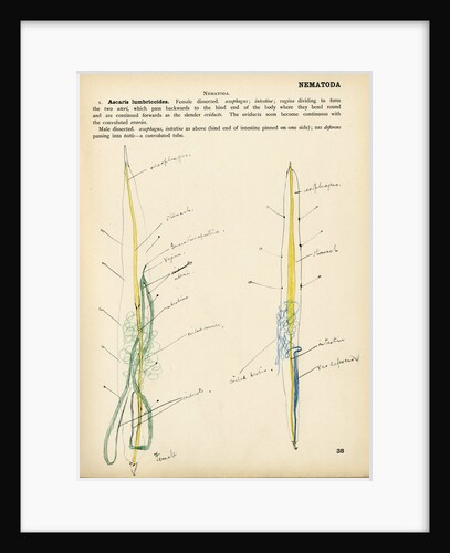 Ascaris lumbricoides by Henry Hallett Dale