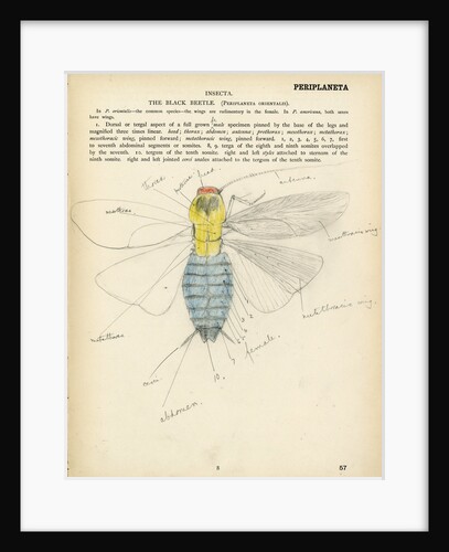 Insect structure by Henry Hallett Dale