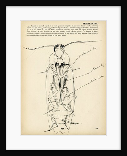 Periplaneta orientalis by Henry Hallett Dale