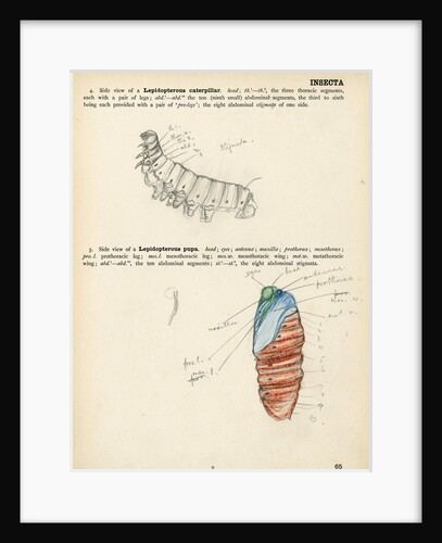 Caterpillar and pupa by Henry Hallett Dale