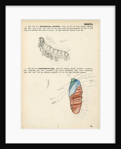 Caterpillar and pupa by Henry Hallett Dale