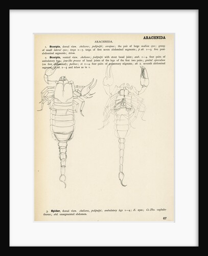 Scorpion by Henry Hallett Dale