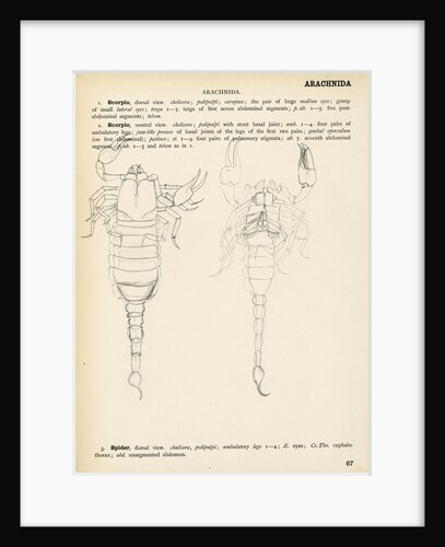 Scorpion by Henry Hallett Dale