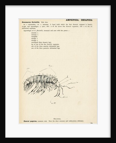 Gammarus fluviatilis by Henry Hallett Dale