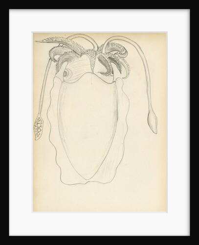 Sepia officinalis by Henry Hallett Dale