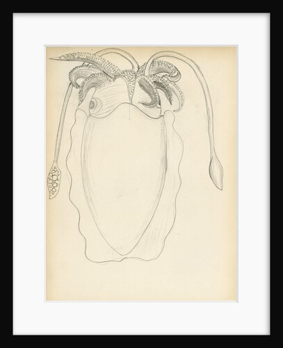 Sepia officinalis by Henry Hallett Dale