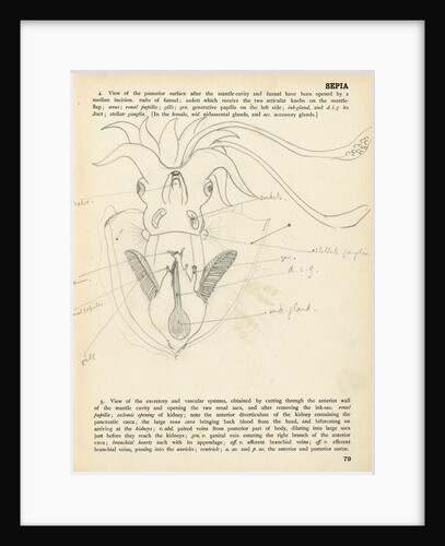 Sepia officinalis by Henry Hallett Dale