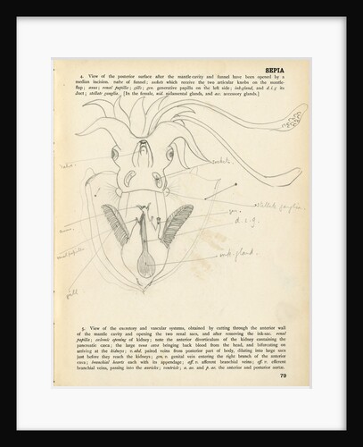 Sepia officinalis by Henry Hallett Dale