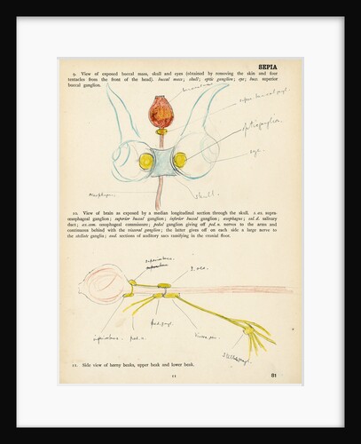 Sepia officinalis by Henry Hallett Dale