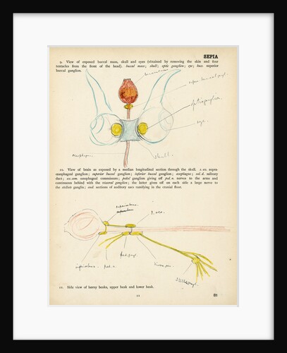 Sepia officinalis by Henry Hallett Dale