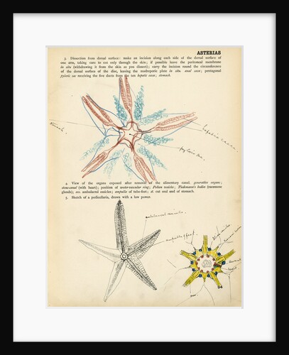 Asterias by Henry Hallett Dale