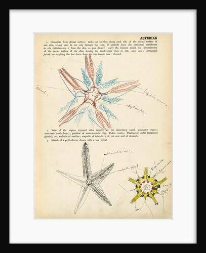 Asterias by Henry Hallett Dale