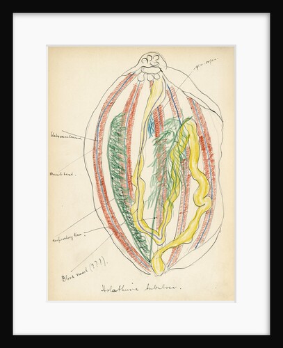 Holathuria tubulosa by Henry Hallett Dale