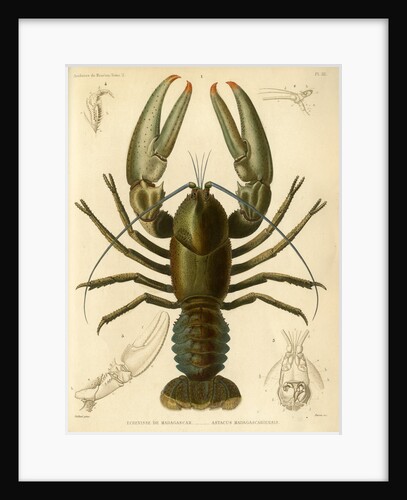 Crayfish by Baron