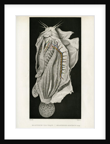 Electric catfish by Pierre