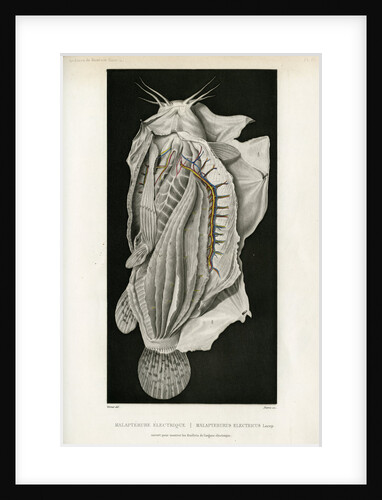 Electric catfish by Pierre