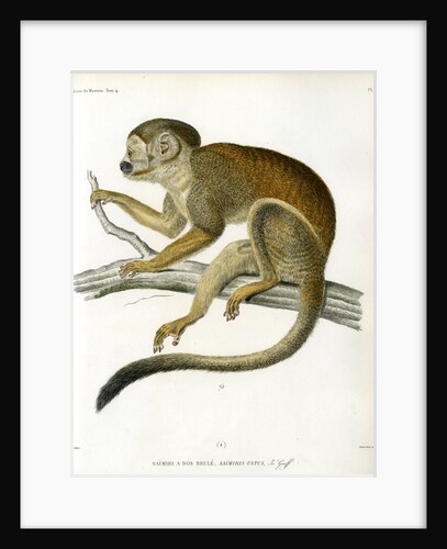 Bare-eared squirrel monkey by Borromée