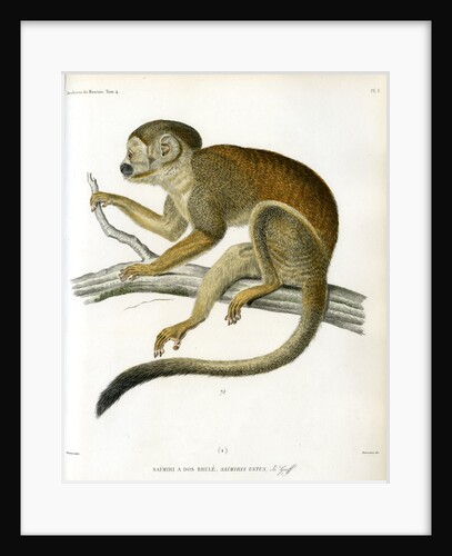 Bare-eared squirrel monkey by Borromée