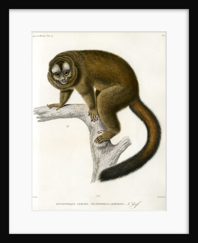 Night monkey by Borromée