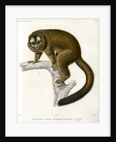Night monkey by Borromée