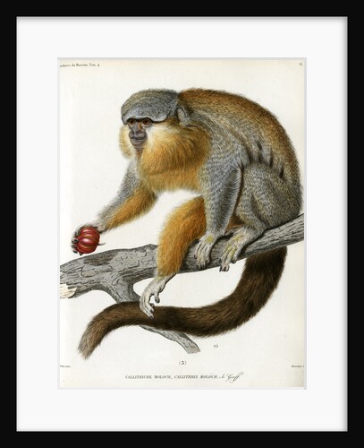 Red-bellied titi by Borromée