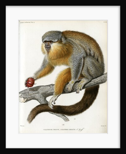 Red-bellied titi by Borromée