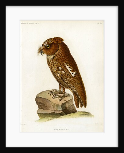 Rainforest scops owl by Rebuffet