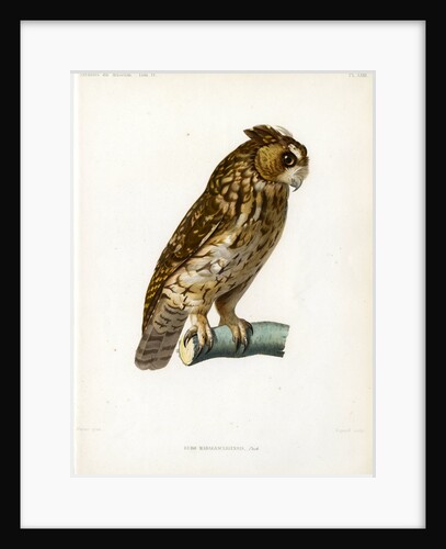 Rainforest scops owl by Guyard