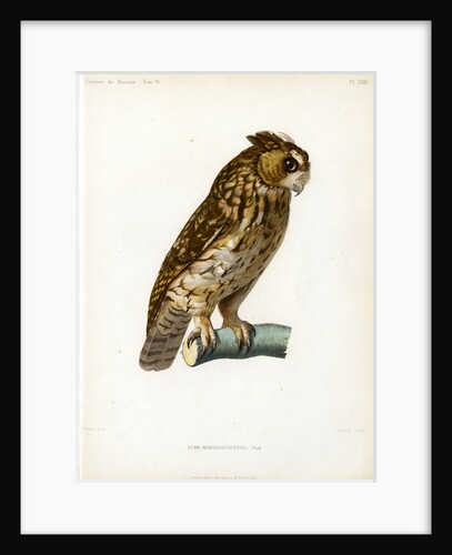 Rainforest scops owl by Guyard