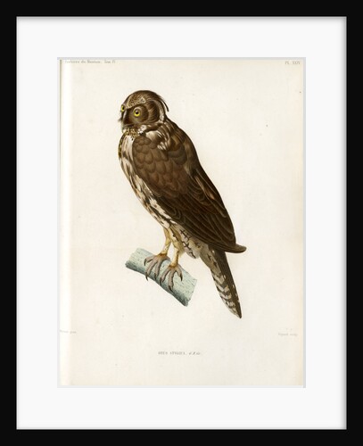 Stygian owl by Guyard